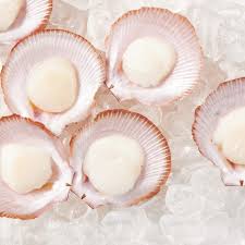 [Fresh] Half Shell Harvey Bay Scallop